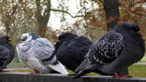 Animal sounds: Pigeons cooing - YouTube