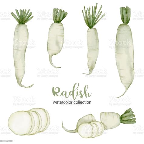 Radish In Watercolor Collection Flat Vector On White Background Stock ...