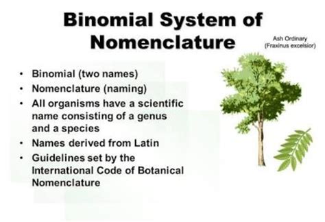 scientific names of binomial nomenclature of plants - Brainly.in