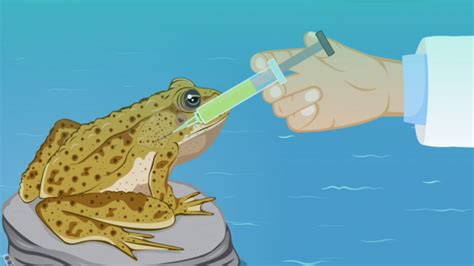 Cane toad's own toxins being used to fight back against pest | Seqwater