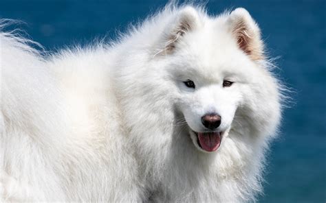 Download wallpapers Samoyed, large white dog, fluffy cute animals, pets, dogs, white fluffy dog ...