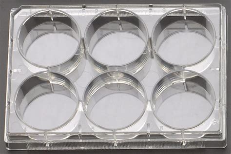 Celltreat Untreated 6 Well Cell Culture Plates ⋆