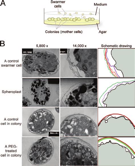 Transmission electron microscopy of spheroplasts. (A) Schematic diagram...