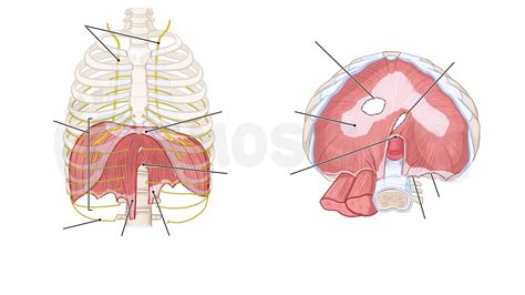 Anatomy of the diaphragm | Osmosis