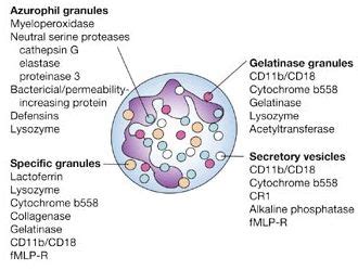 Granular contents of Neutrophils and Platelets | Epomedicine