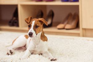 4 Common Causes of Carpet Damage - CarpetMasters Flooring Co.