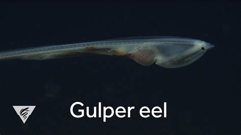 Weird and Wonderful: Deep-sea gulper eel - YouTube