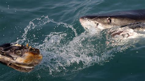 Study: 800 great white sharks are swimming off the Cape Cod coast : NPR