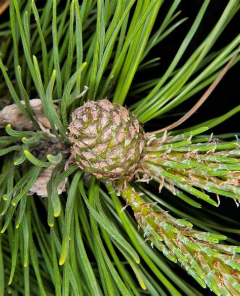 Fresh pine cone stock photo. Image of pine, spring, coniferous - 31547334