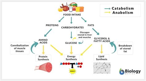 Metabolism