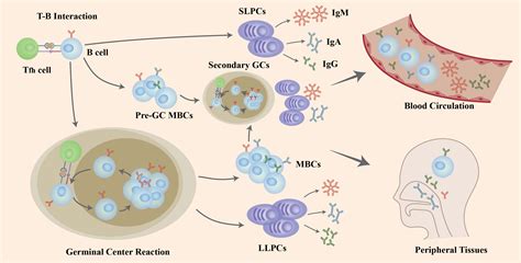 Frontiers | The role of B cells in COVID-19 infection and vaccination