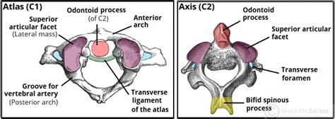 The Cervical Spine - Features - Joints - Ligaments - TeachMeAnatomy