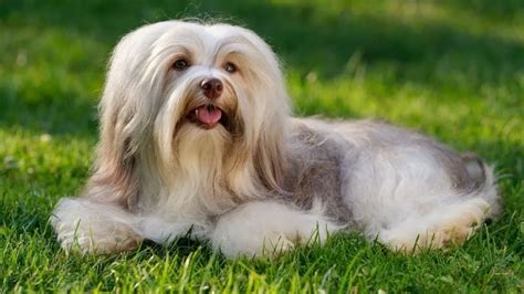 What Are The Congenital Diseases In A Havanese Puppy