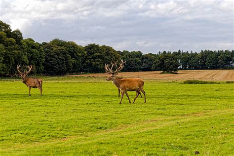 40+ Hangul Deer Stock Photos, Pictures & Royalty-Free Images - iStock