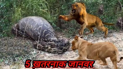 दुनिया के सबसे ख़तरनाक जानवर jangli | janwar video | jangli janwar | 5 dangerous animal in the ...