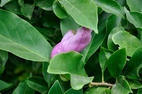 Magnolia 'Susan' - The Site Gardener