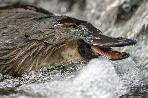 Meet the Tasmanian 'platypus whisperer' whose citizen science is ...