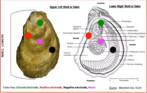 Anatomy Of An Oyster - Anatomical Charts & Posters