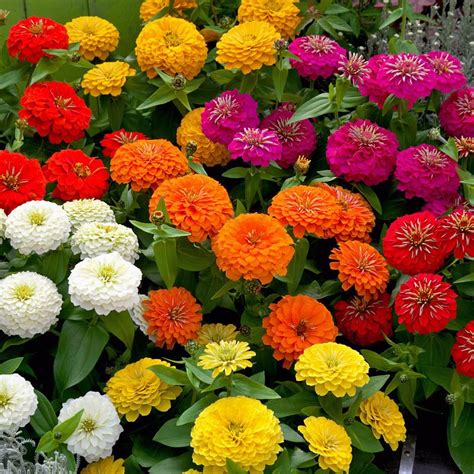 Preciosa Mix Zinnia Seeds - Annual Flower Seeds