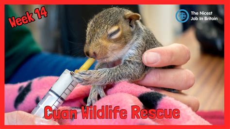 Week 14 - Cuan Wildlife Rescue | NJIB - YouTube