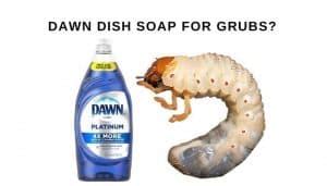 Homemade Grub Killer Recipe: Does Dawn Dish Soap Kill Grubs? | CrabgrassLawn