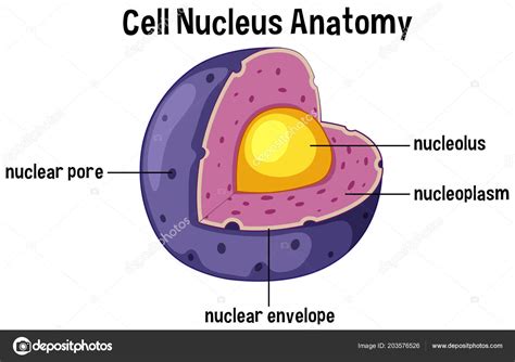 nucleus clip art 10 free Cliparts | Download images on Clipground 2024