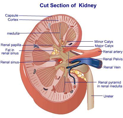 renal papilla--> minor calyx--> major calyx--> renal pyramid--> ureter ...