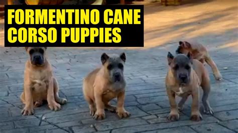 THE BEST FORMENTINO cane corso PUPPIES - YouTube