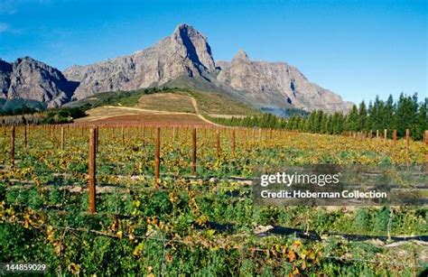 Cape Wine Route Photos and Premium High Res Pictures - Getty Images