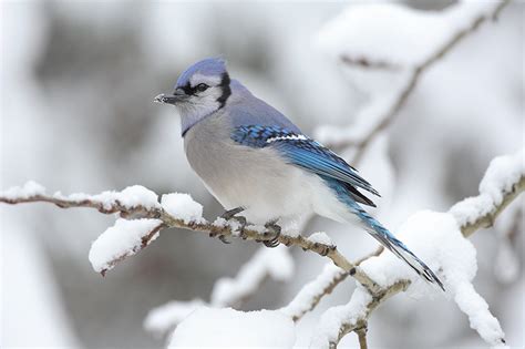 Wild Side: Blue jays - The Martha's Vineyard Times