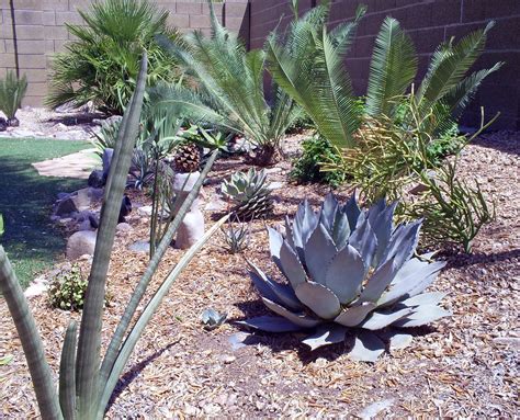 Brad's Tropical Paradise: Using agaves in the tropical desert landscape