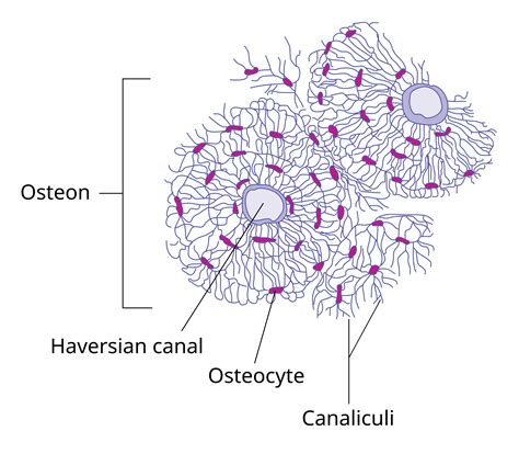 Bone Cell Diagram Labeled