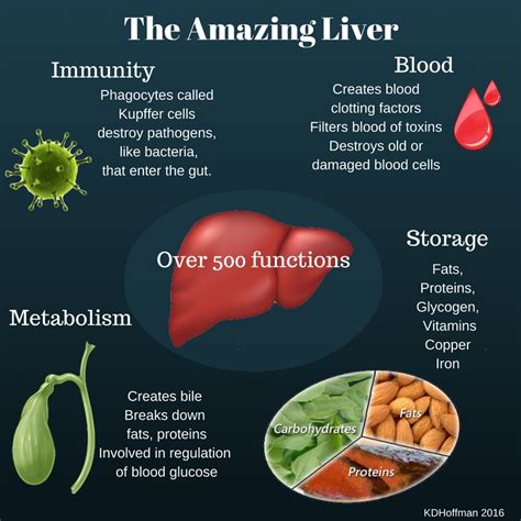 8 Interesting Facts About Your Liver The Fact Site | Images and Photos ...