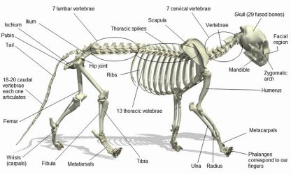 Lion Anatomy - LION