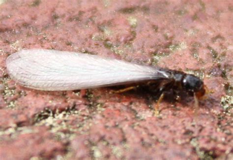 Flying Termite: Nuptial Flight - What's That Bug?