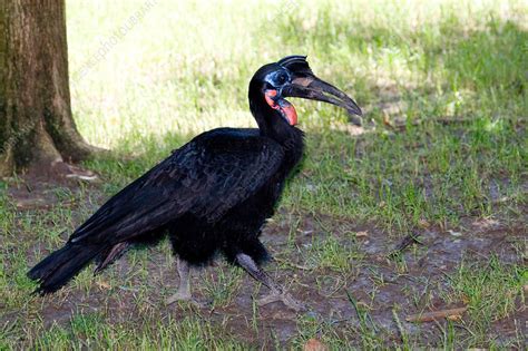 Abyssinian Ground-hornbill - Stock Image - Z884/0087 - Science Photo Library