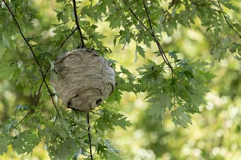 Hornets Nest in Maple Tree stock photo. Image of colony - 202024024