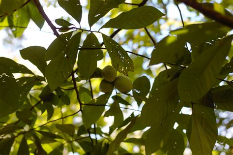 How to Harvest Paw Paw Fruit – Hillsborough Homesteading