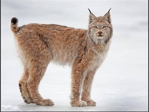 Lynx -Denali National Park, Alaska | Wild Cats | Pinterest