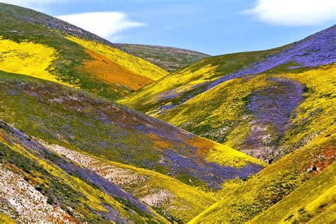 Superbloom 2023 - Visit Sun Valley