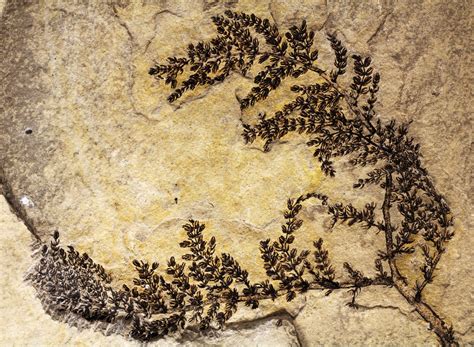 World's Oldest Flowering Plant Came From the Water - Newsweek