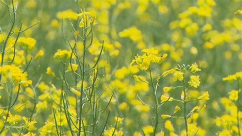 Viterra building world-class canola-crushing plant in Regina ...