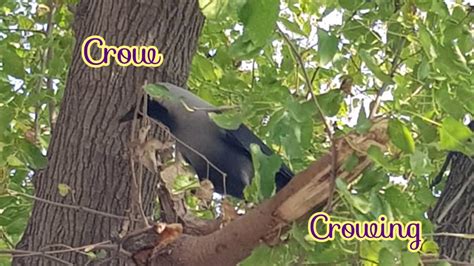 CROW CROWING , SOUND EFFECT . - YouTube