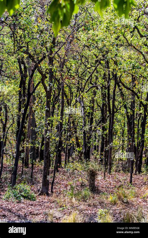 Forest of Sal Trees, Shorea robusta, also known as sakhua or shala tree ...