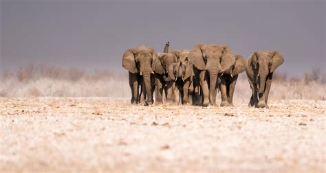 African Elephants Have Plenty of Habitat if Spared From the Ivory Trade