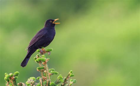 Why Do Birds Sing So Loudly In The Morning? Details | XH