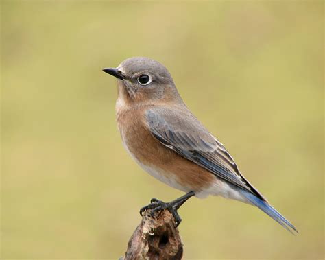 Juvenile Eastern Bluebird - Female