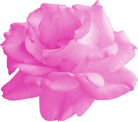 6 Pink Rose (PNG Transparent) | OnlyGFX.com