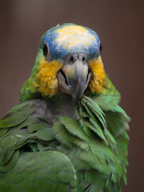 Blue Fronted Amazon Parrot | Blue Fronted Amazon Parrot at P… | Flickr