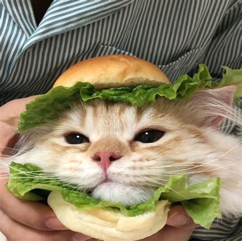 BURGER CAT! : r/catburger